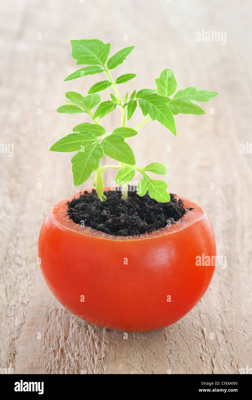 Jeune plant de tomate, de l'évolution croissante,concept piscine Banque D'Images