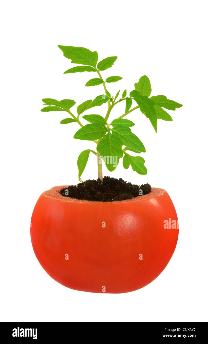 Jeune plant de tomate, de l'évolution de plus en plus concept, isolated on white Banque D'Images