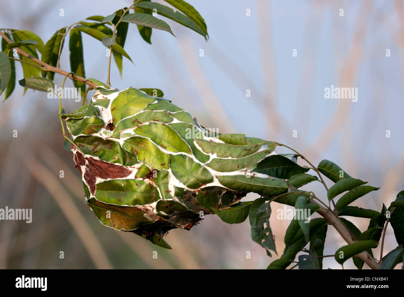 Nid d'antenne asiatique rouge les fourmis tisserandes (Oecophylla Smaragdina). Nid aérien de fourmis tisserandes rouges d'Asie (Luang Prabang). Banque D'Images