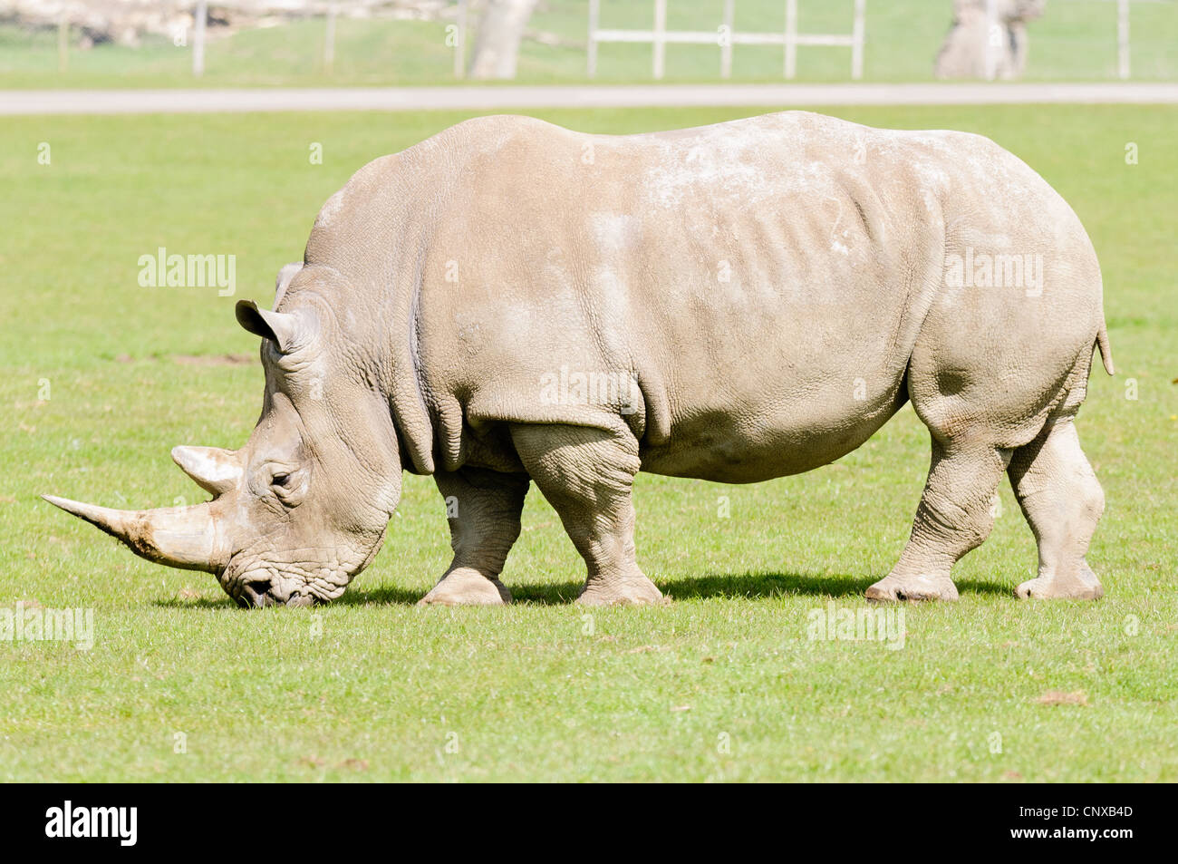 Un pâturage de rhino à Longleat Safari Park. Banque D'Images