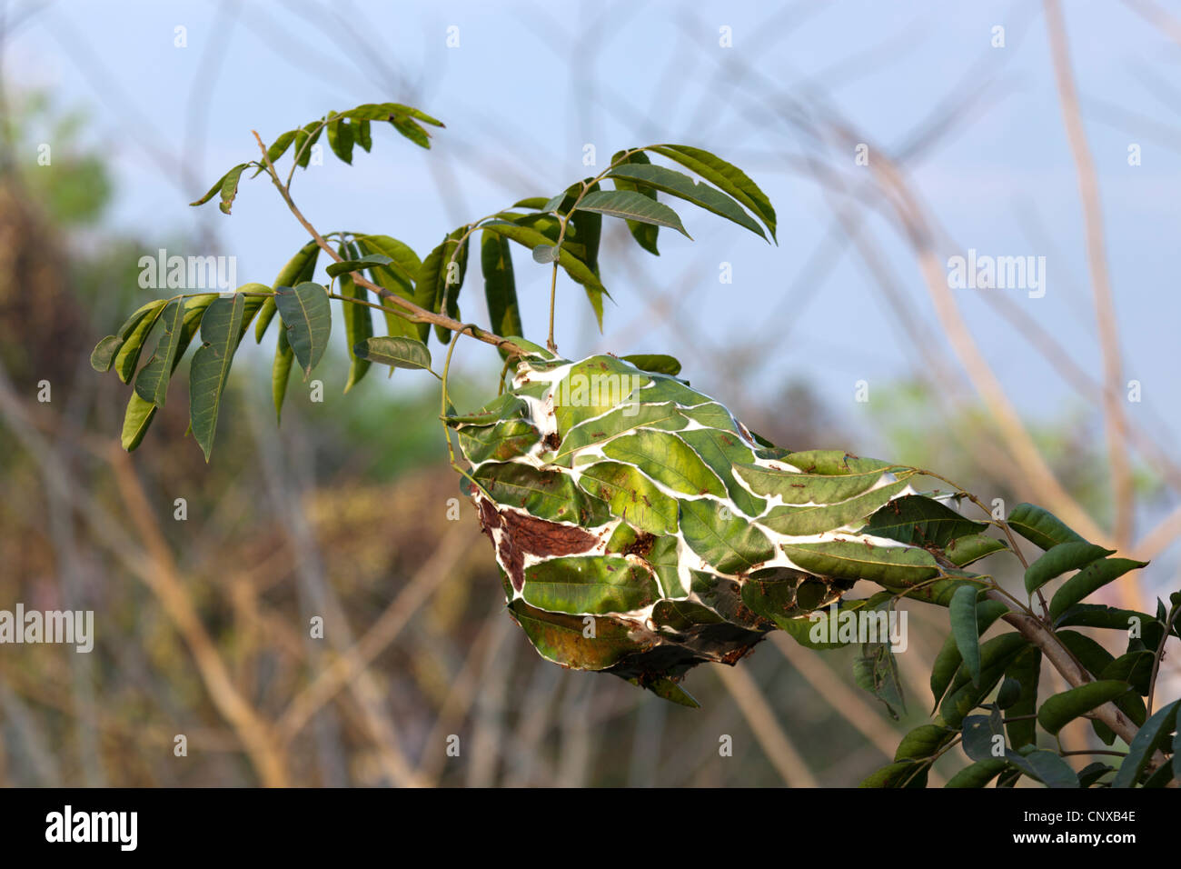 Nid d'antenne asiatique rouge les fourmis tisserandes (Oecophylla Smaragdina). Nid aérien de fourmis tisserandes rouges d'Asie (Luang Prabang). Banque D'Images