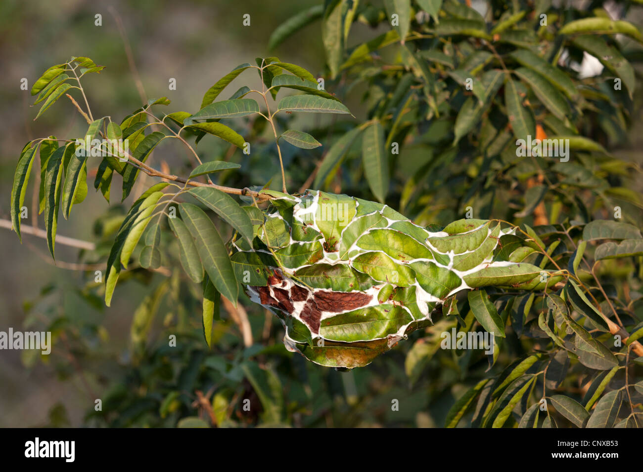 Nid d'antenne asiatique rouge les fourmis tisserandes (Oecophylla Smaragdina). Nid aérien de fourmis tisserandes rouges d'Asie (Luang Prabang). Banque D'Images