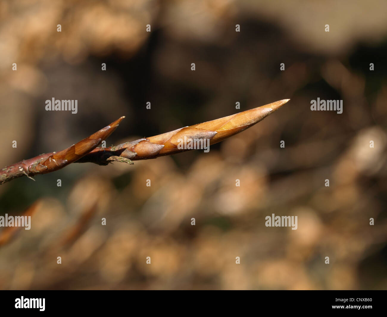 Tirer d'un arbre au printemps / Austrieb eines Baumes im Frühling Banque D'Images