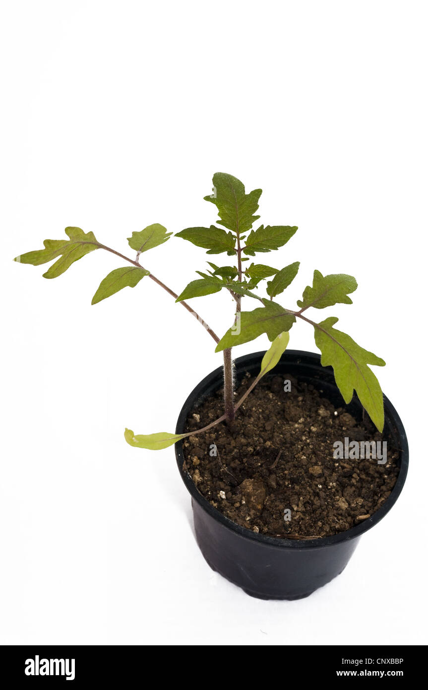 Tomate plantes isolé sur fond blanc Banque D'Images