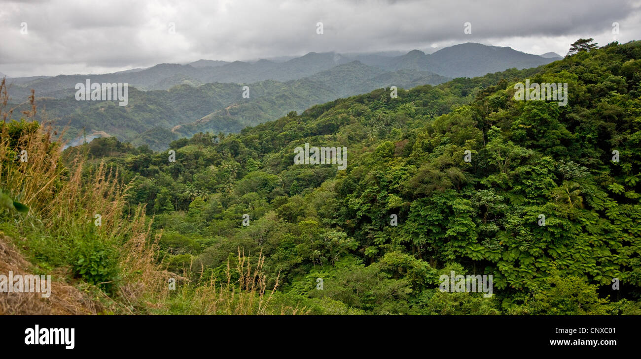 La pluie du paysage forestier du nord de la Dominique des pistes de Morne Destinee vers Morne Diablotins Banque D'Images