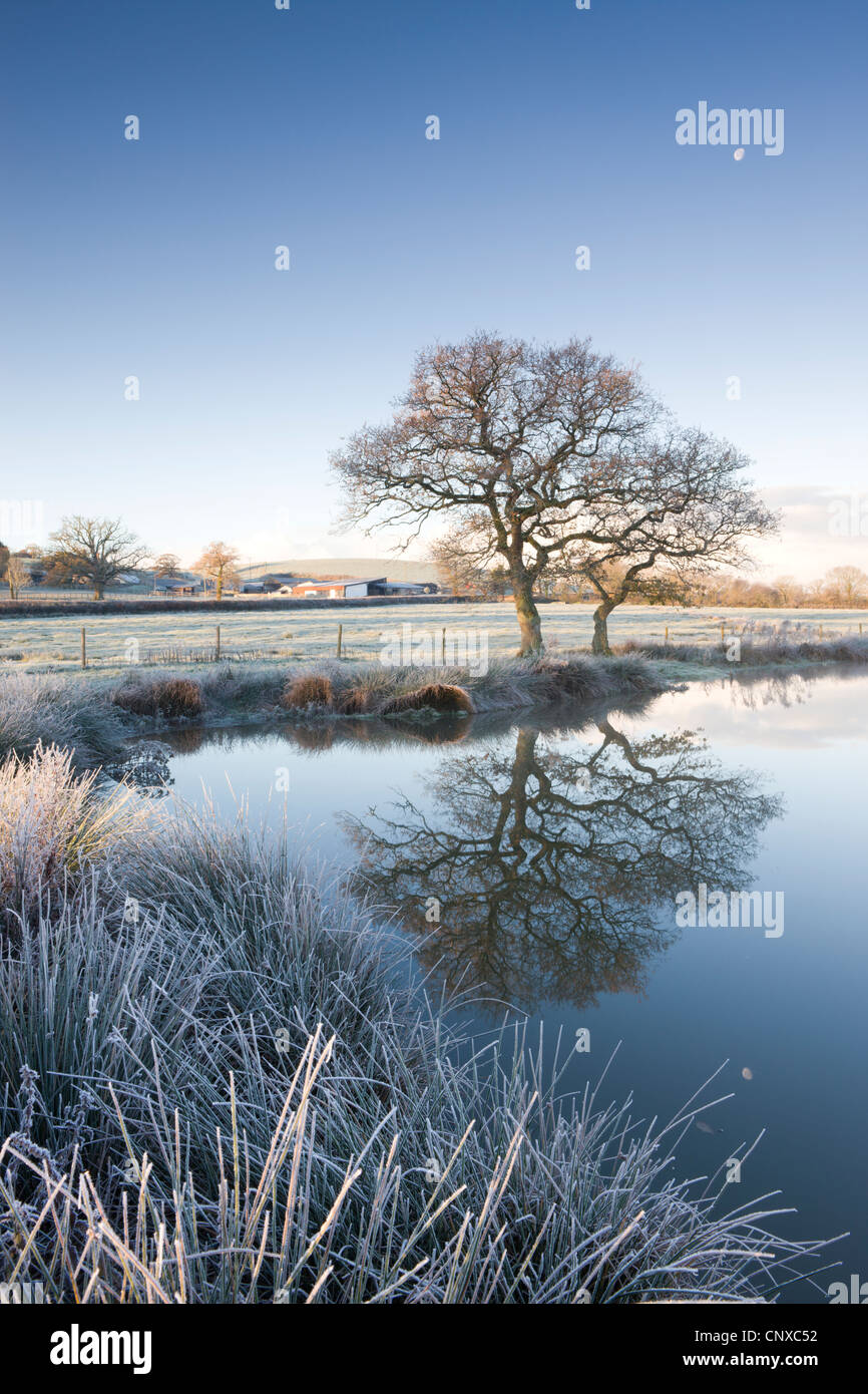 L'herbe givrée et arbres au bord d'un étang encore sur un matin, route Morchard Winters, Devon, Angleterre. L'hiver (novembre) 2010. Banque D'Images