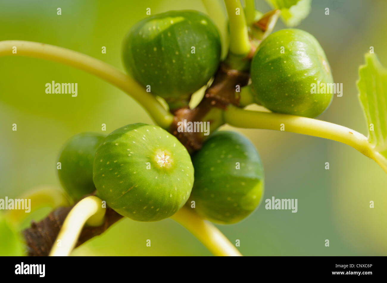 Edible fig, common fig (Ficus carica), les figues sur un arbre, Allemagne Banque D'Images