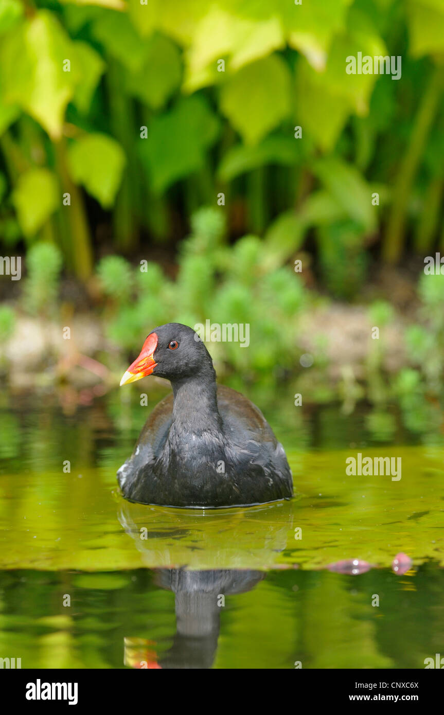 Gallinule poule-d'eau (Gallinula chloropus), natation, Allemagne Banque D'Images