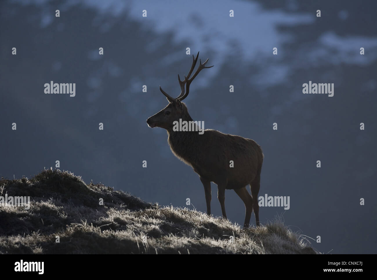 Red Deer (Cervus elaphus), stag surlignée en hiver la lumière, Royaume-Uni, Ecosse, Sutherland, Alladale Wilderness Réserver Banque D'Images
