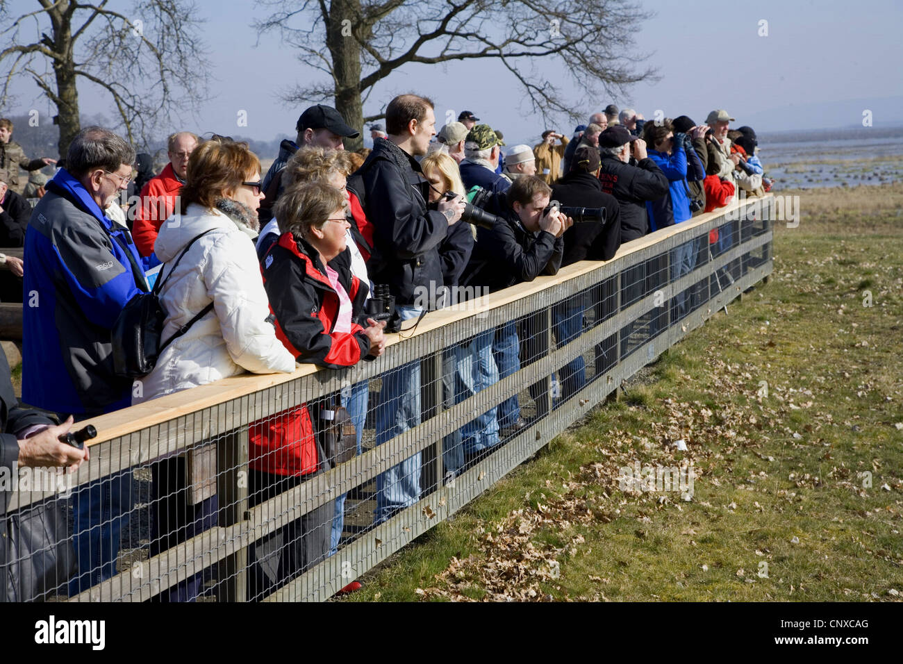 Grue cendrée (Grus grus), regarder les gens au cours de leurs grues eurasien printemps escale à Hornborga, Suède, Hornborga Banque D'Images