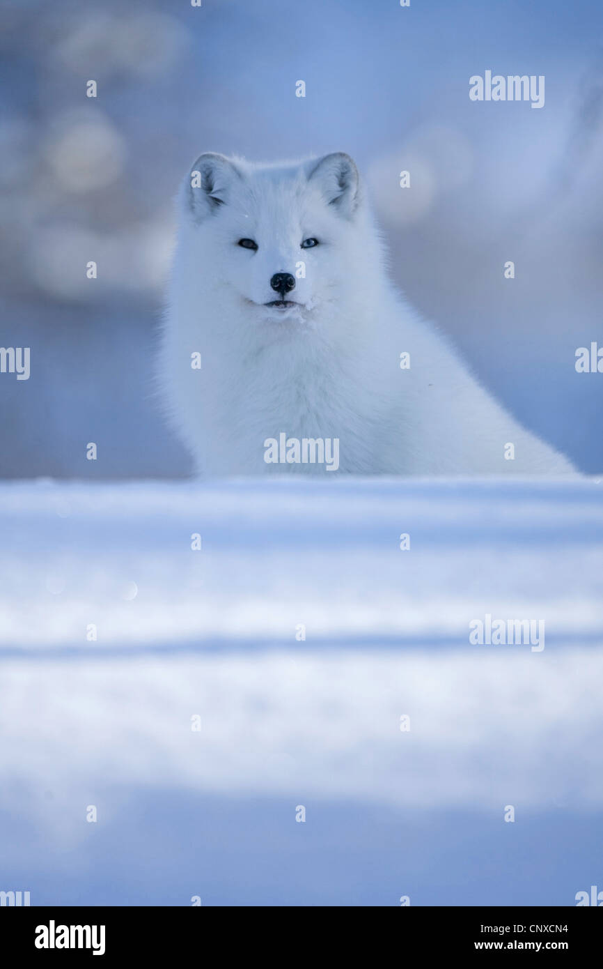 Le renard arctique, le renard polaire (Alopex lagopus, Vulpes lagopus), assis dans la neige, Norvège Banque D'Images