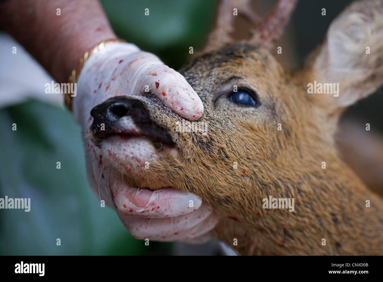 Red Deer (Cervus elaphus), le cerf stalker holding up chef de chevreuils abattus récemment-buck, Royaume-Uni, Ecosse, Glenfeshie Banque D'Images