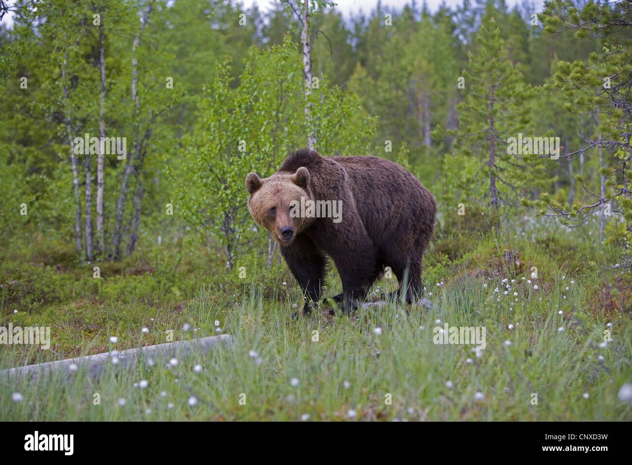 L'ours brun (Ursus arctos arctos), en forêt boréale, Finlande Banque D'Images
