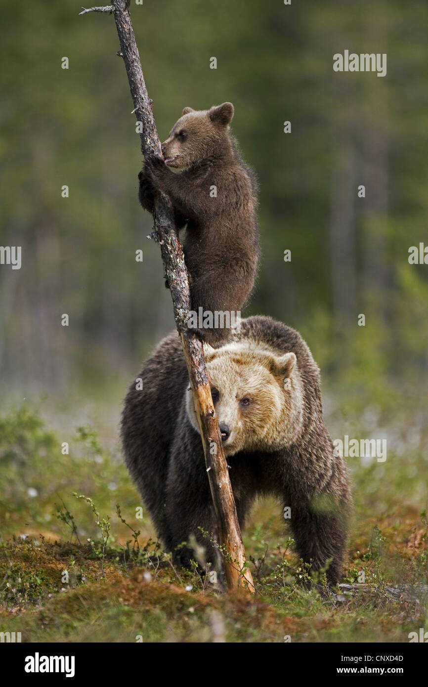 L'ours brun (Ursus arctos arctos), ourson escalade sur le tronc de l'arbre mère, gardant un œil sur son petit, Finlande Banque D'Images