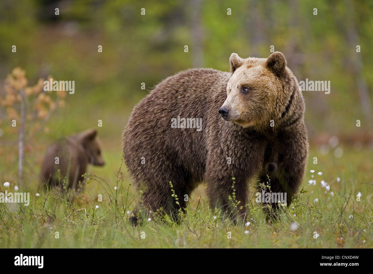 L'ours brun (Ursus arctos arctos), mère et son petit, en Finlande Banque D'Images