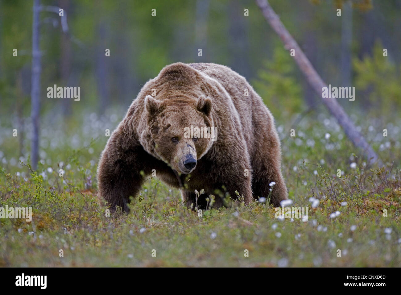 L'ours brun (Ursus arctos arctos), en forêt boréale, Finlande Banque D'Images
