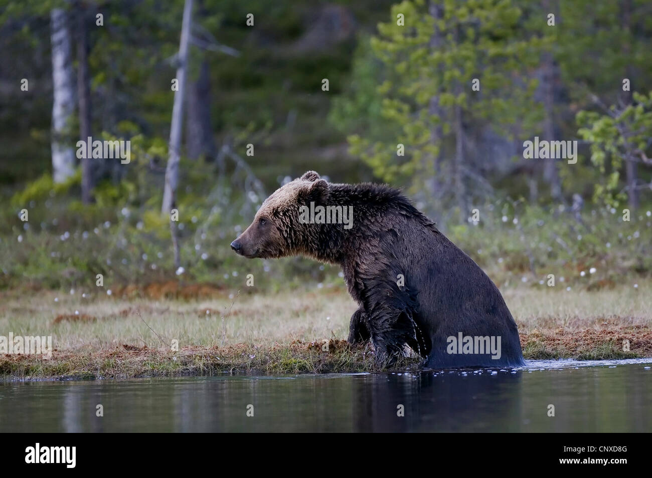 L'ours brun (Ursus arctos arctos), escalade de piscine des forêts, Finlande Banque D'Images