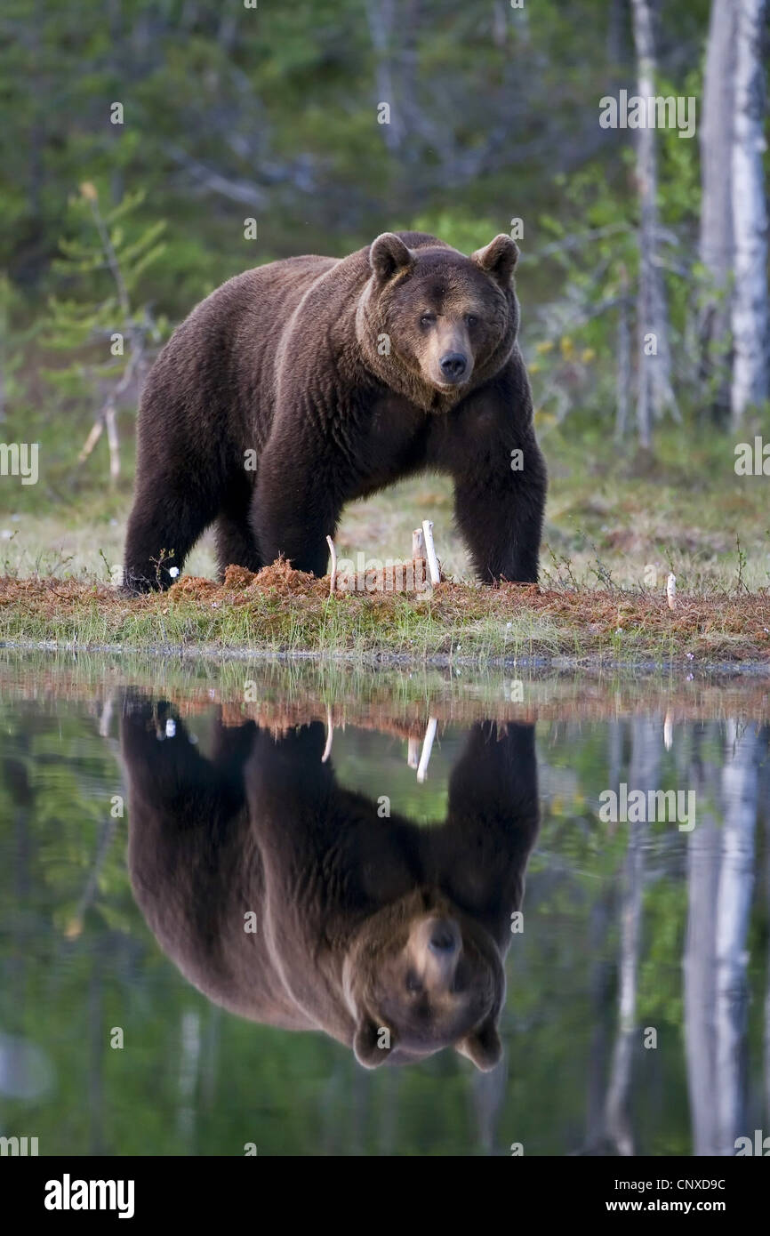 L'ours brun (Ursus arctos arctos), ce qui reflète en piscine des forêts, Finlande Banque D'Images