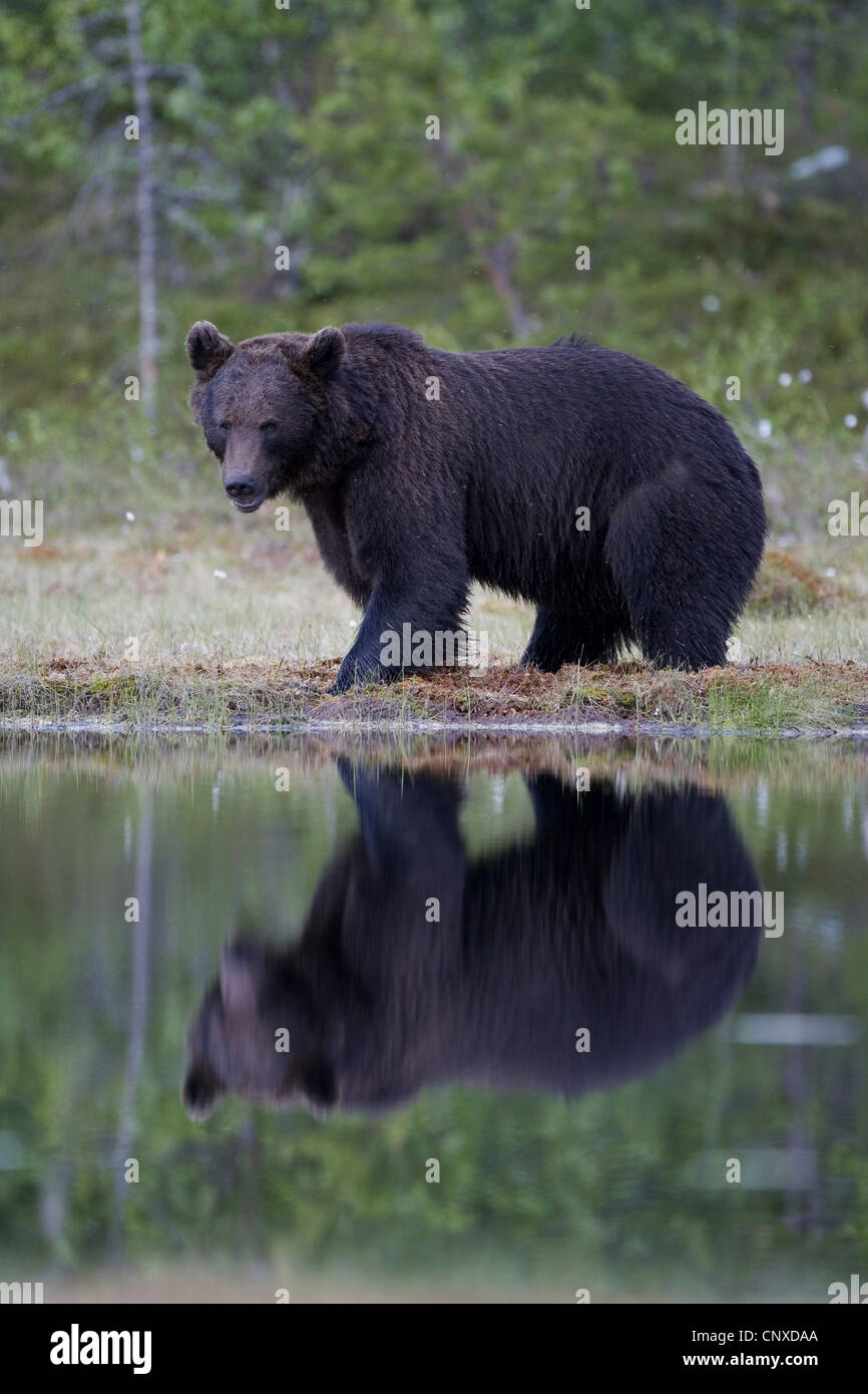 L'ours brun (Ursus arctos arctos), reflétée dans la forêt intérieure, la Finlande, l'Martinselkonen Wilds Center Banque D'Images