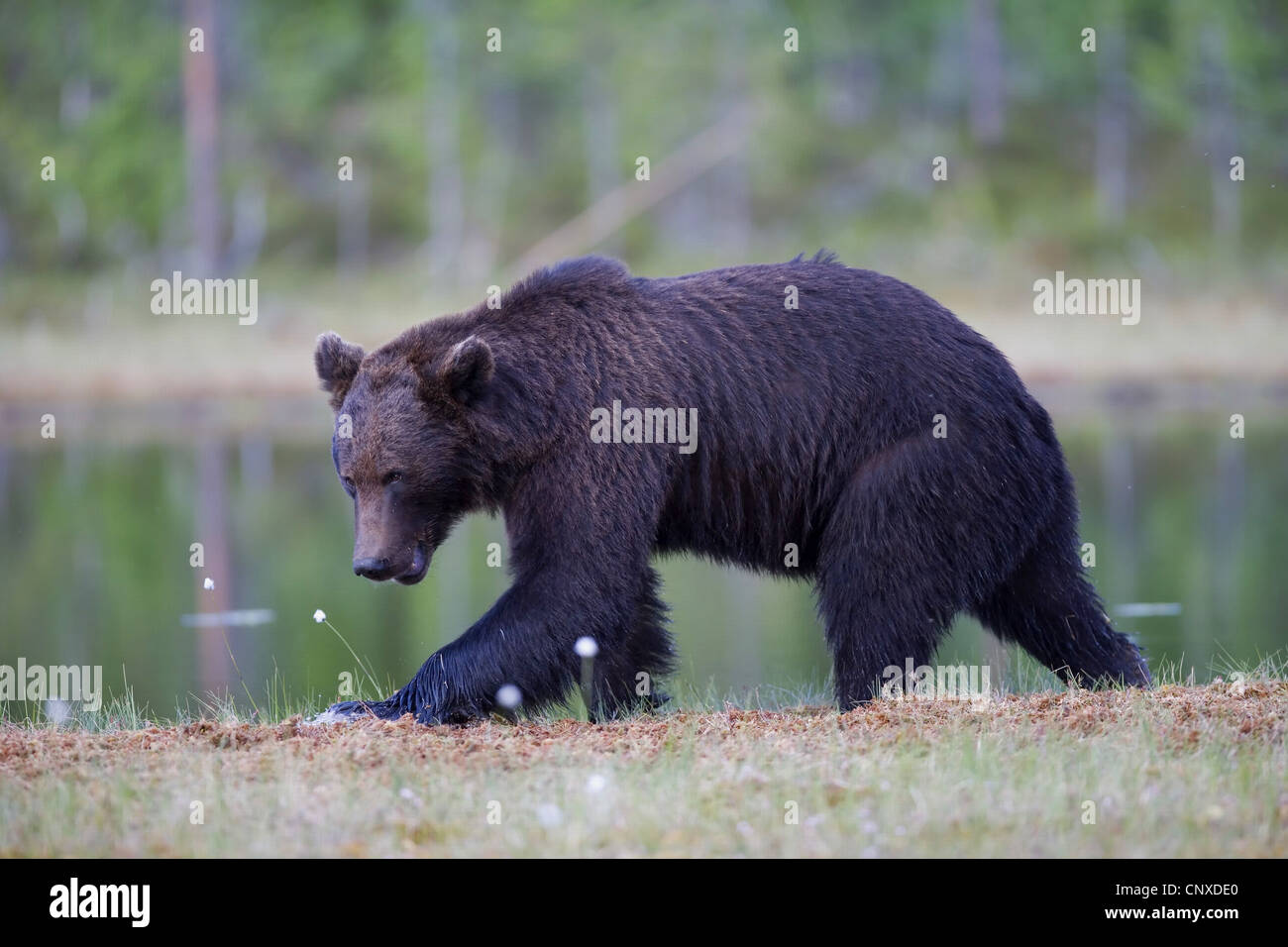 L'ours brun (Ursus arctos arctos), sur le bord de piscine dans la forêt boréale, la Finlande, l'Martinselkonen Wilds Center Banque D'Images