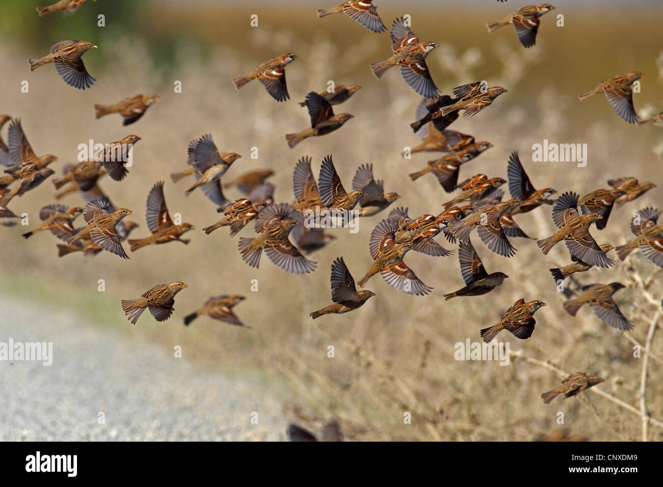 Moineau espagnol (Passer hispaniolensis), démarrage troupeau, Espagne, Braz Sevilla Banque D'Images