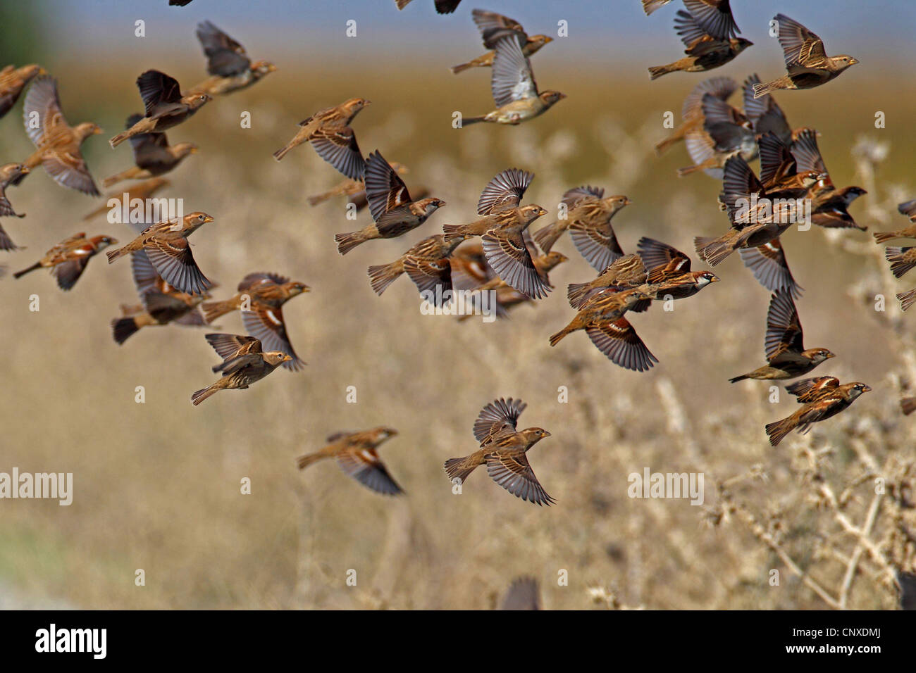 Moineau espagnol (Passer hispaniolensis), démarrage troupeau, Espagne, Braz Sevilla Banque D'Images