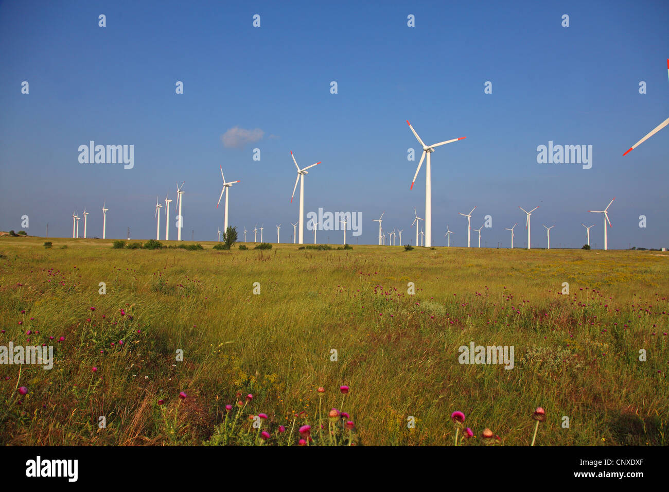 Wind farm in meadow, Bulgarie, Kaliakra Banque D'Images