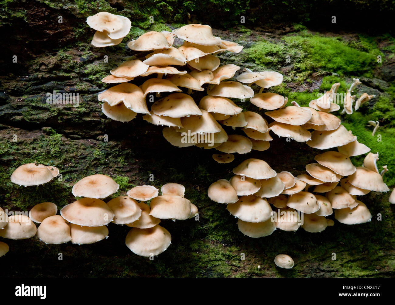 Colonie de champignons poussant sur un journal qui pourrissent dans la forêt tropicale de la Dominique Antilles Banque D'Images