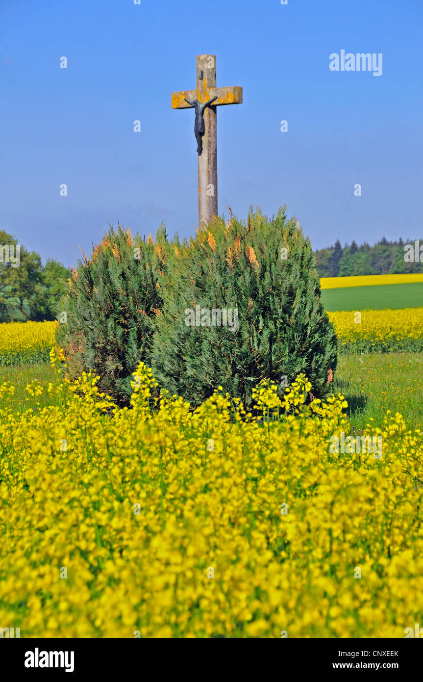 Crucifix dans un rapefield, Allemagne, Bade-Wurtemberg, Jura Souabe Banque D'Images