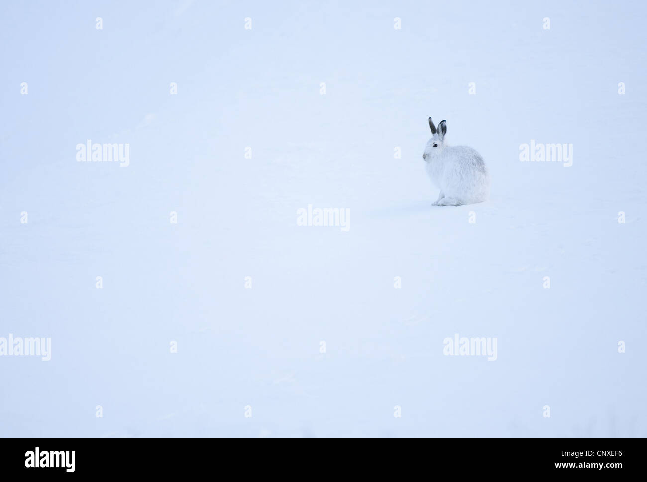 Le lièvre bleu, lièvre, lièvre blanc, le lièvre arctique (Lepus timidus), assis dans la neige, le Royaume-Uni, l'Écosse, le Parc National de Cairngorms, Deeside Banque D'Images