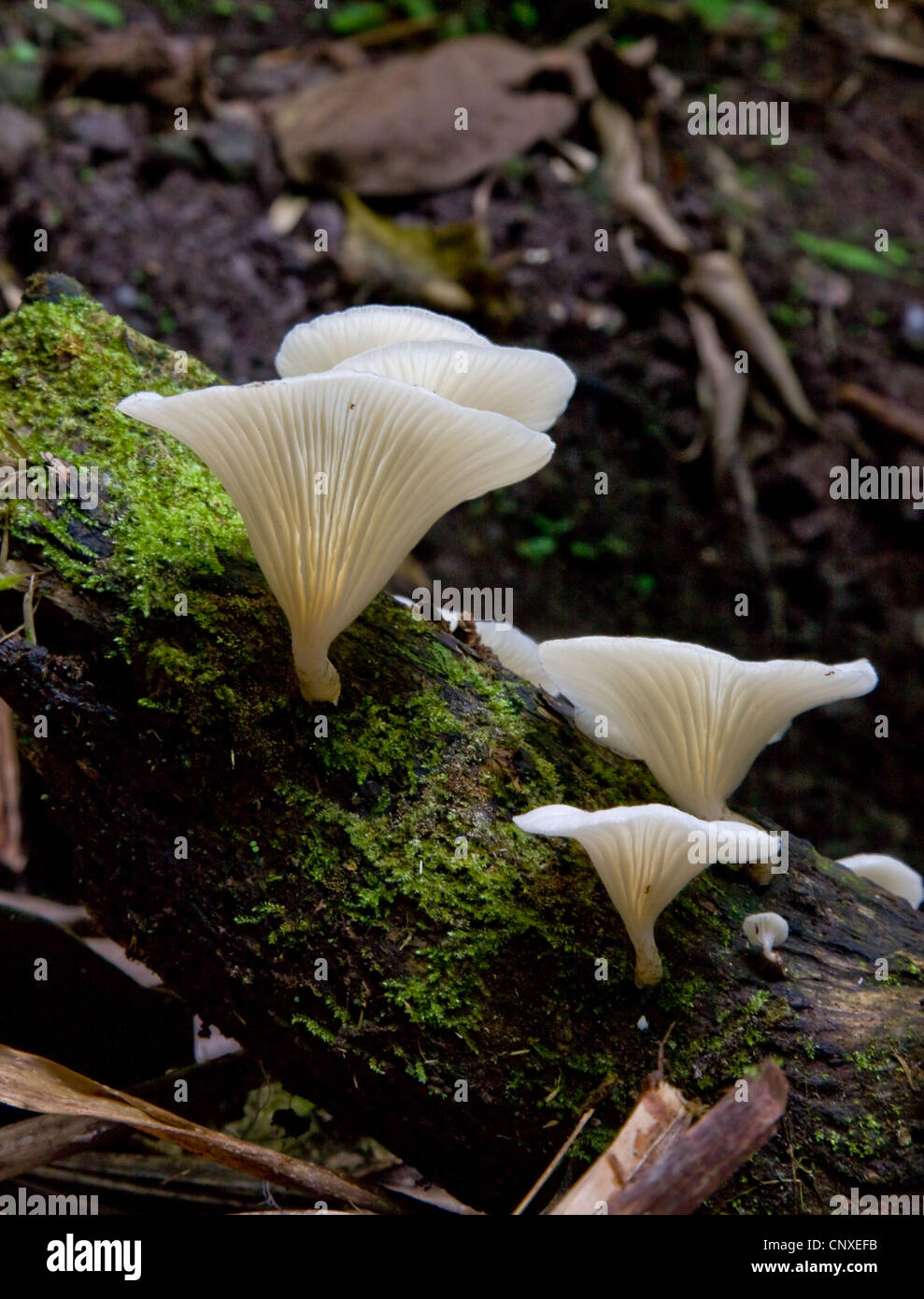 En entonnoir blanc délicat champignon poussant sur un journal dans la forêt tropicale de la Dominique Banque D'Images