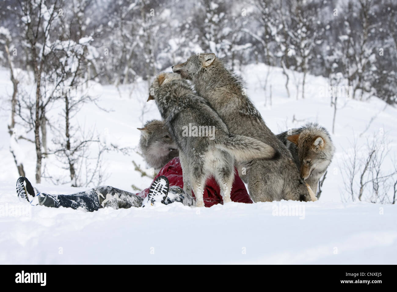 Le loup gris d'Europe (Canis lupus lupus), le gardien de zoo polaire, de joyeux dans la neige avec les animaux socialisés, Norvège, Landkreis Bardu , Salangstal Banque D'Images