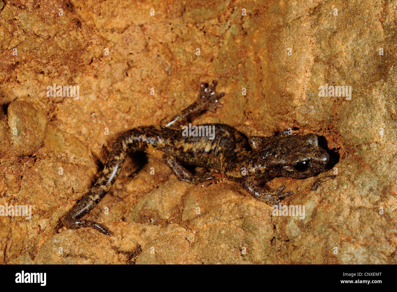 Ambrosi's Cave, Salamandre Salamandre Grotte Française, Spezia Cave Salamander (Hydromantes ambrosii, Speleomantes ambrosii), assis à un mur de la grotte, l'Italie, La Spezia, Ligurie Banque D'Images