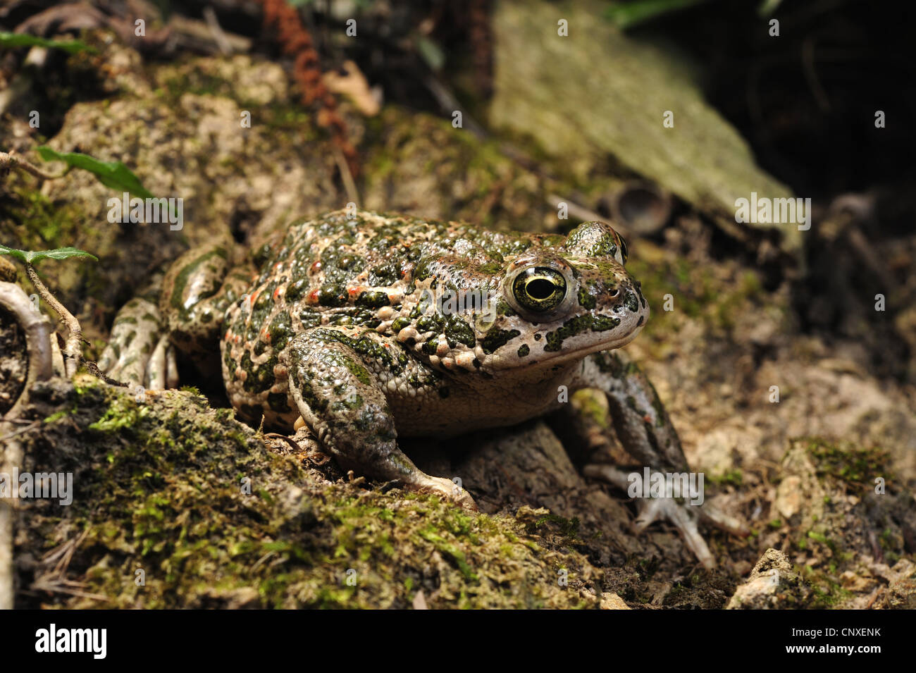Ou Crapaud vert (Bufo viridis bigarré), assis sur le sol, l'Italie, Imperia Banque D'Images
