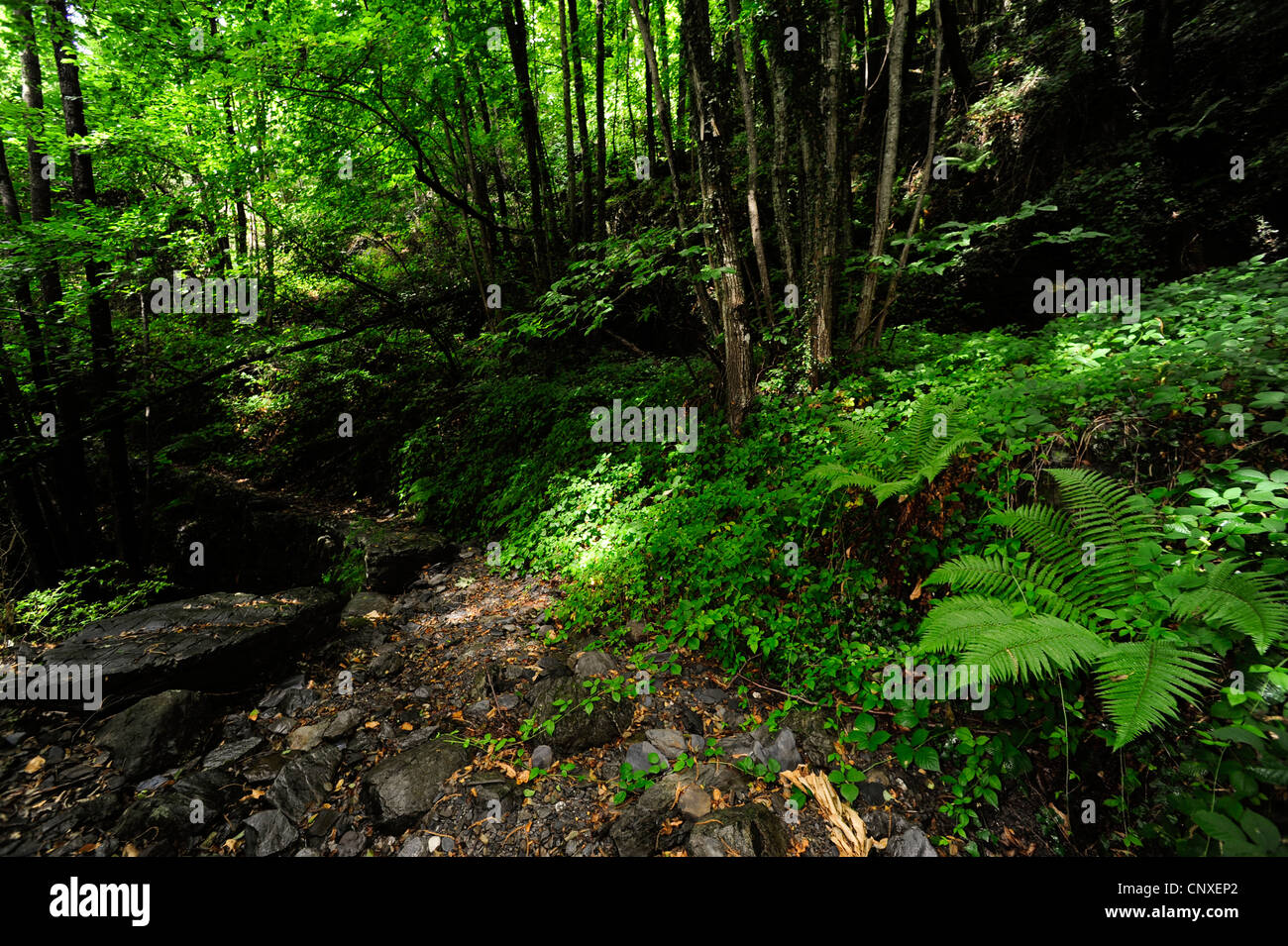 Dans une forêt de la vallée du ruisseau, l'Italie, Ligurie Banque D'Images