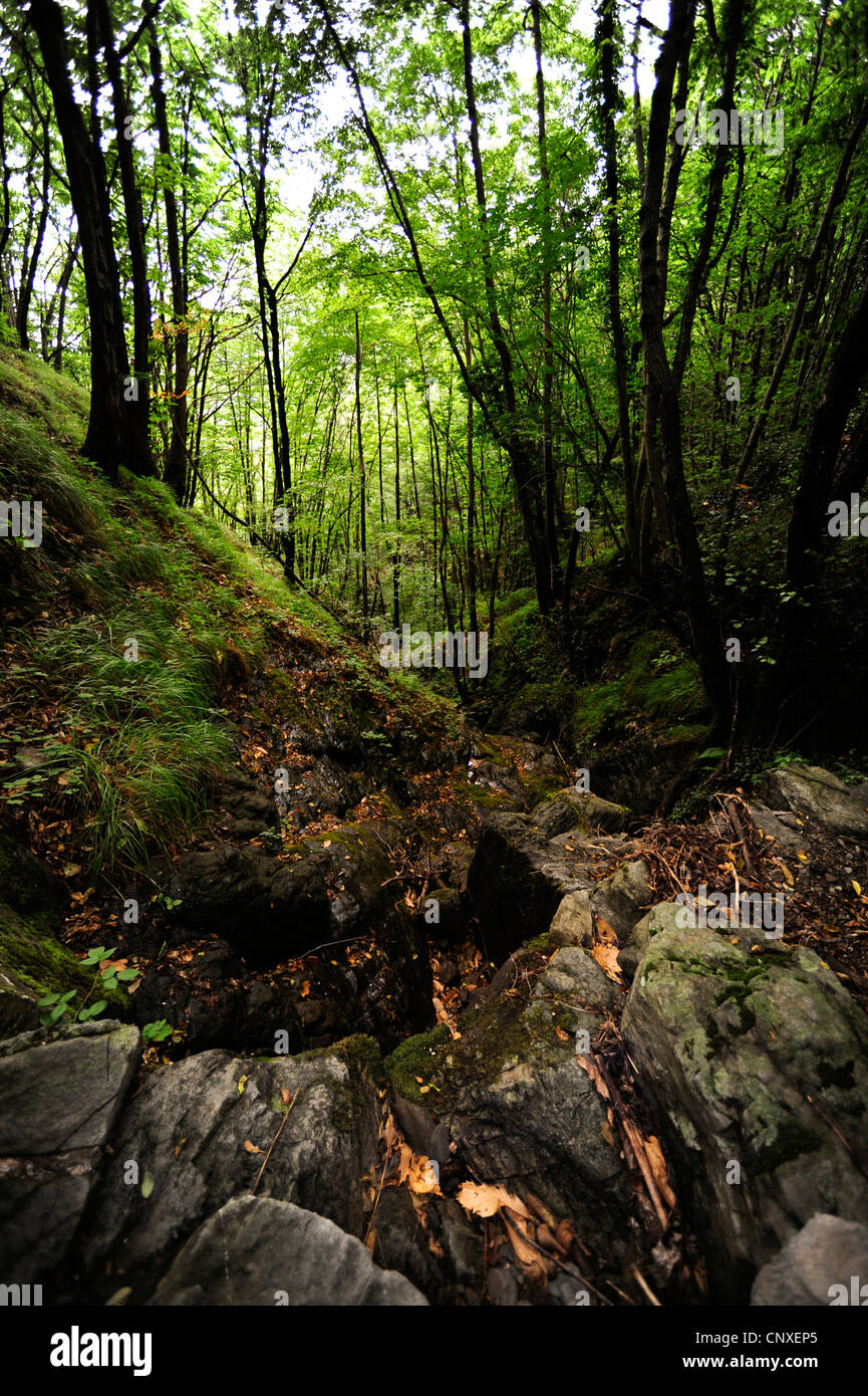 Dans une forêt de la vallée du ruisseau, l'Italie, Ligurie Banque D'Images