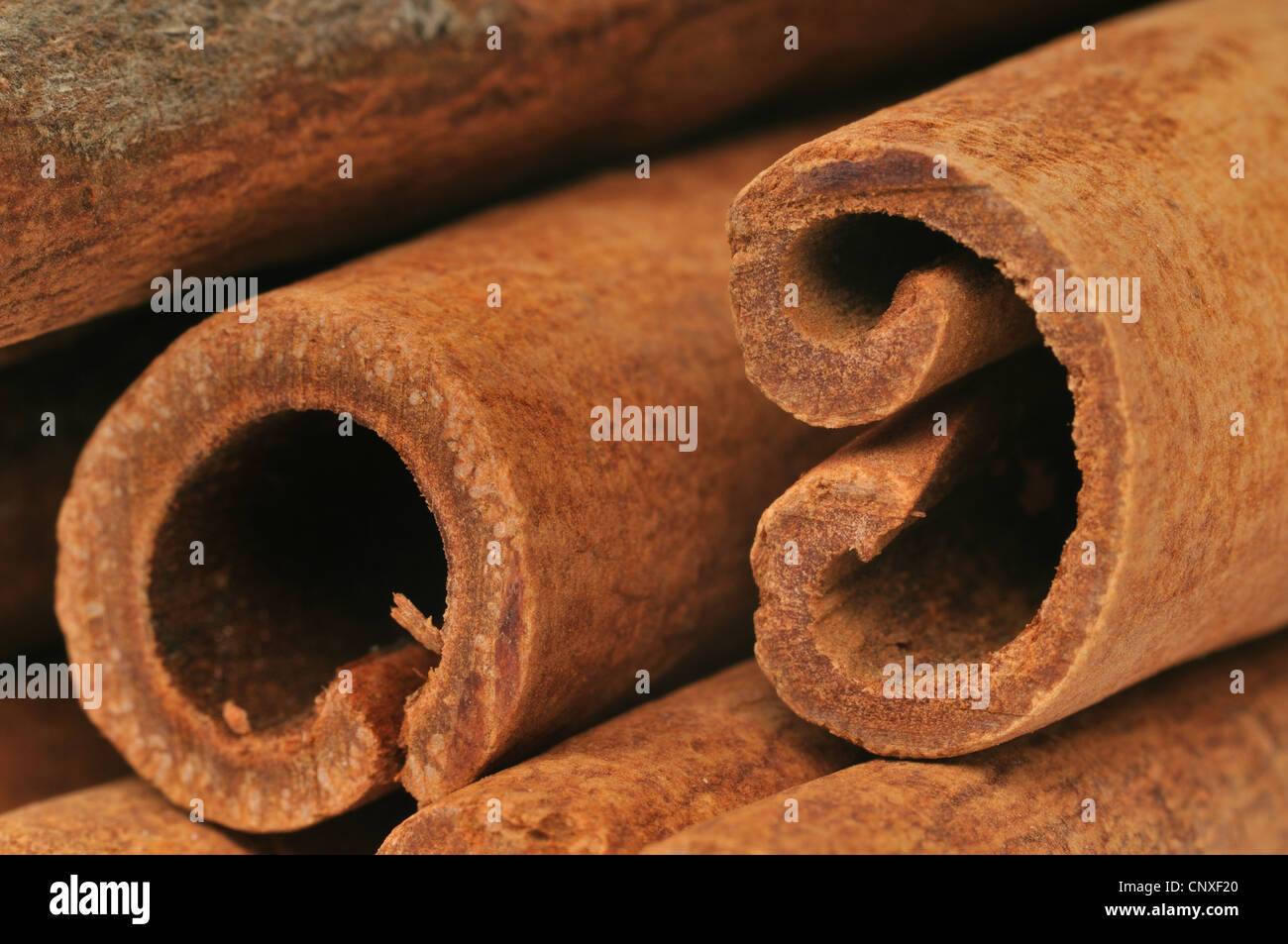 Cannelle (Cinnamomum spec.), bâtons de cannelle, détail Banque D'Images