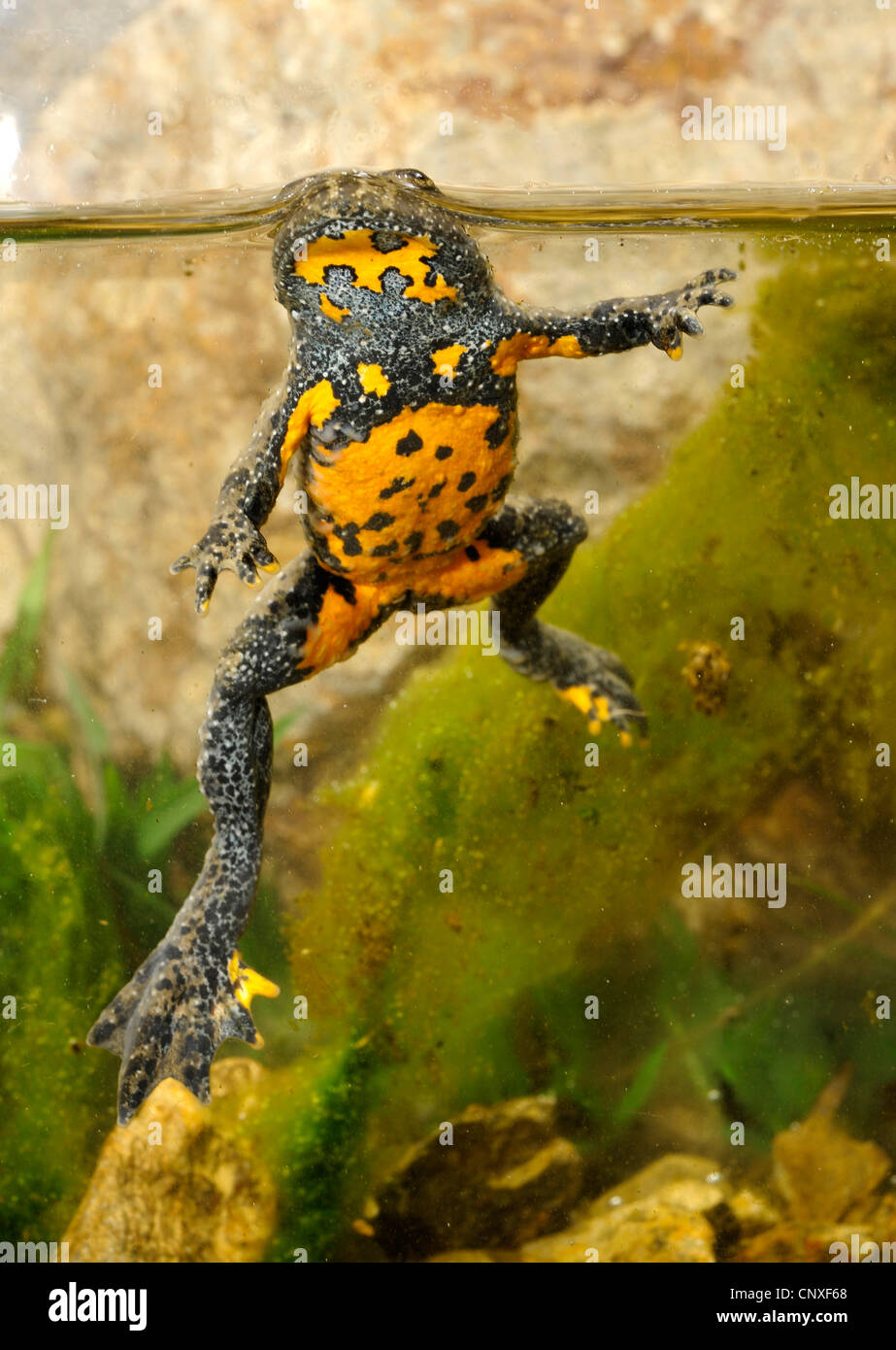 Crapaud à ventre jaune, crapaud yellowbelly, fire-toad (Bombina variegata pachypus, Bombina pachypus, Bombina variegata ), ventre, Italie, Calabre Banque D'Images