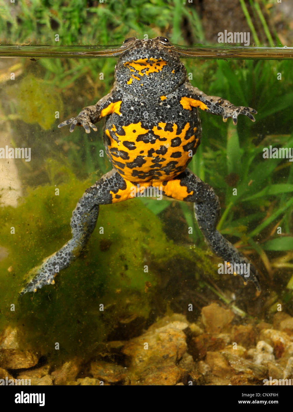 Crapaud à ventre jaune, crapaud yellowbelly, fire-toad (Bombina variegata pachypus, Bombina pachypus, Bombina variegata ), nager à la surface de l'eau, le ventre, l'Italie, la Calabre Banque D'Images