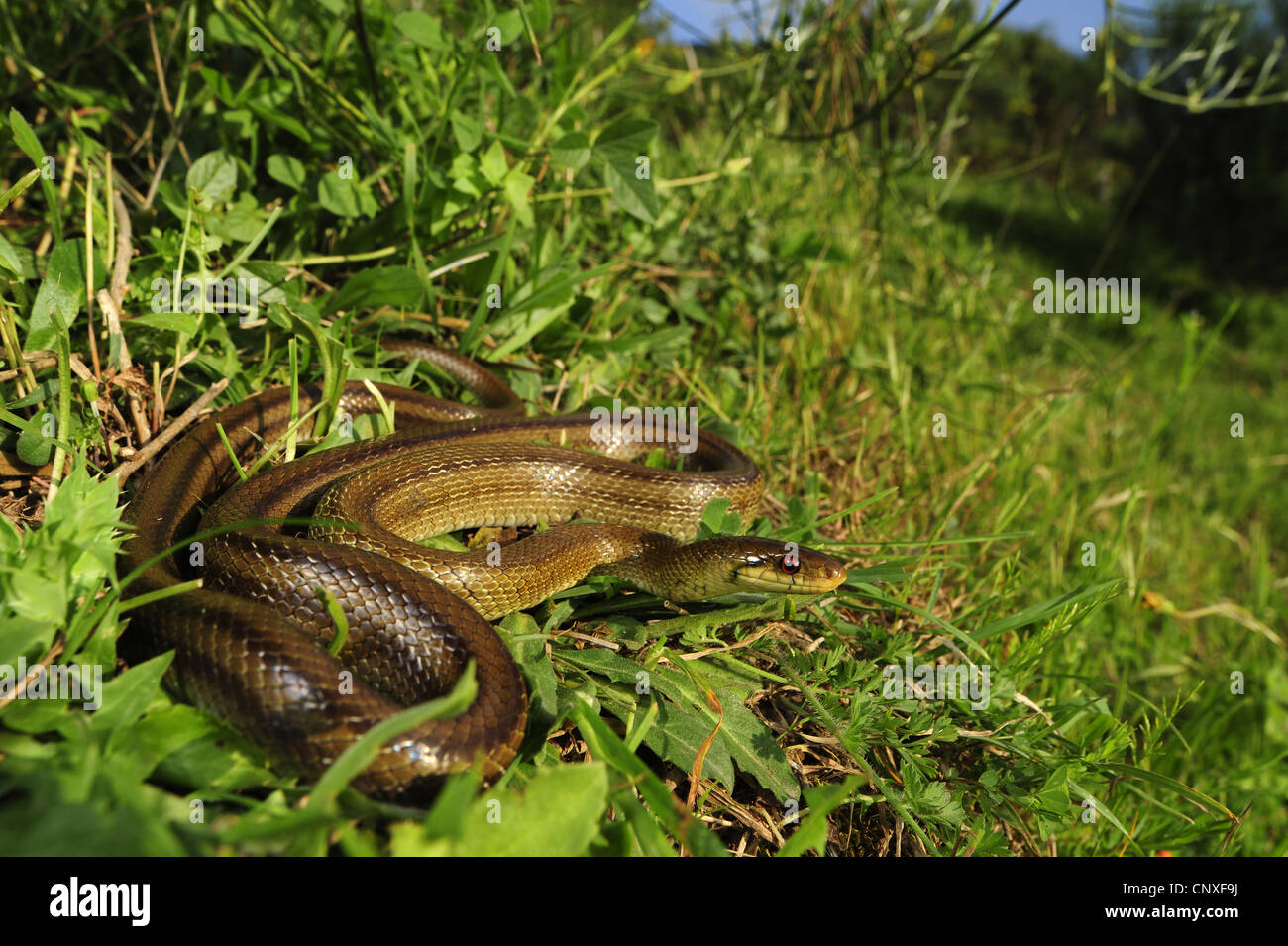 L'Italien Aesculapian Snake (Zamenis longissimus Zamenis lineatus, lineatus), dans un pré, Italie, Italie, Sicile Banque D'Images