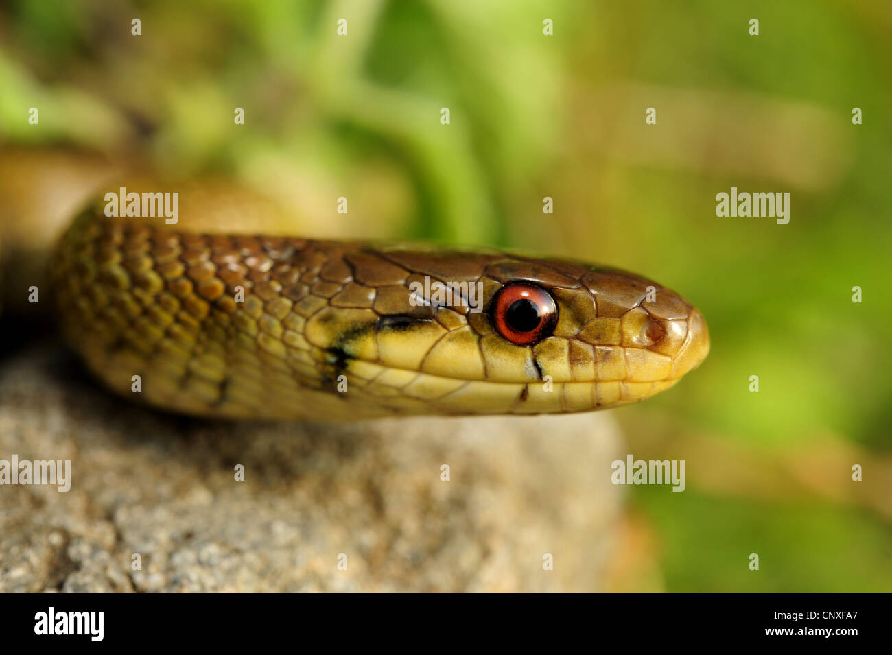 L'Italien Aesculapian Snake (Zamenis longissimus Zamenis lineatus, lineatus), portrait, Italie, Italie, Sicile Banque D'Images