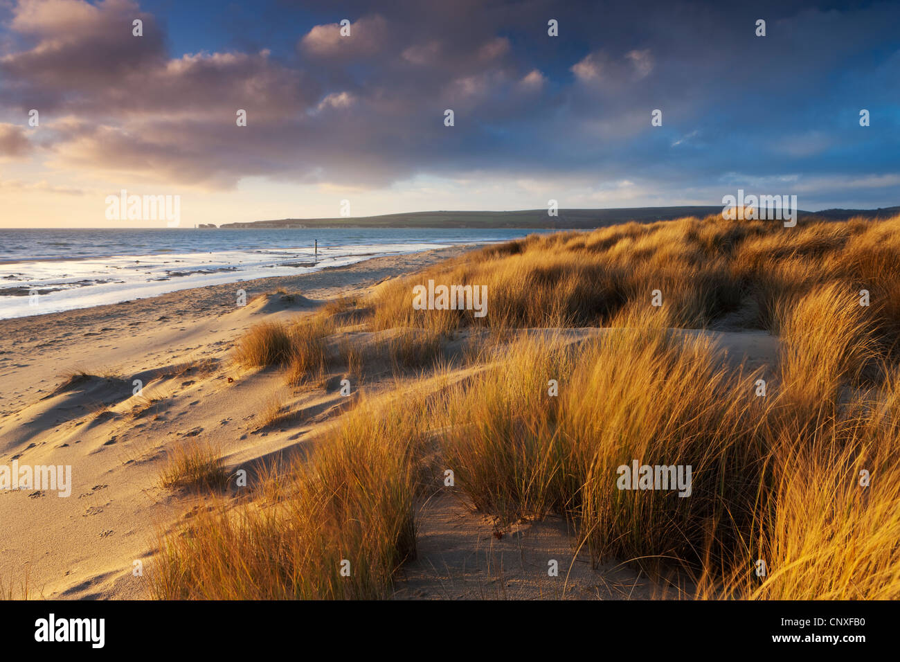 Dunes de sable balayées par le vent sur la plage de Studland Bay, avec vue sur Old Harry Rocks, Dorset, Angleterre. L'hiver (février) 2011. Banque D'Images