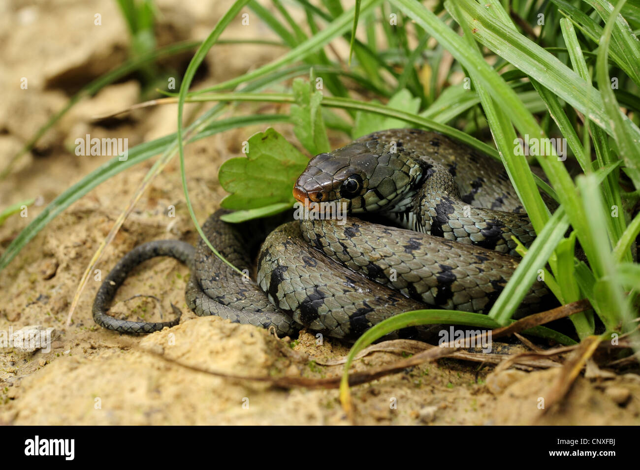 Grass snake calabrais (Natrix natrix Natrix natrix, sicula), allongé sur le sol, l'Italie, la Calabre Banque D'Images