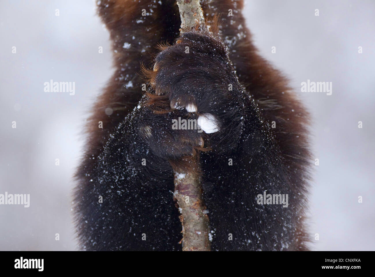 Le carcajou (Gulo gulo), préhension bouleau en hiver, la Norvège Banque D'Images