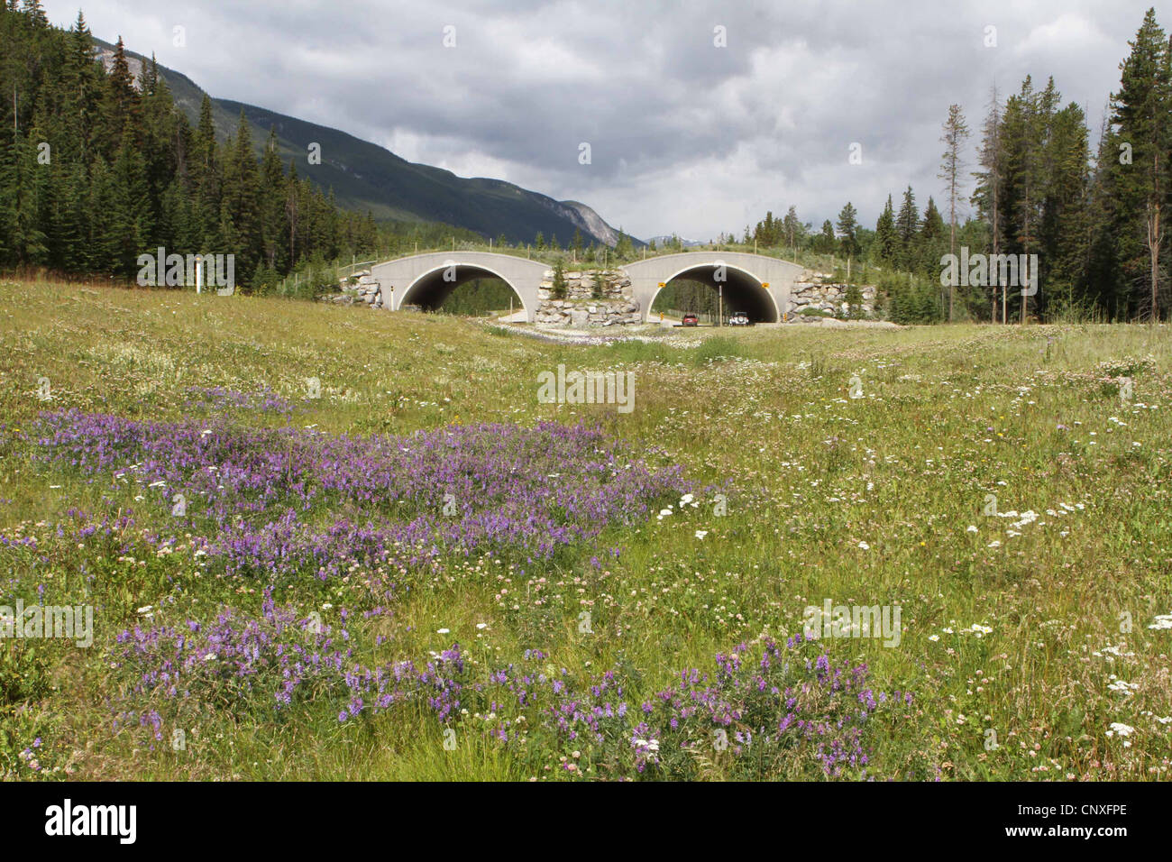 Passage à niveau de la faune, le parc national Banff, Alberta canada Banque D'Images