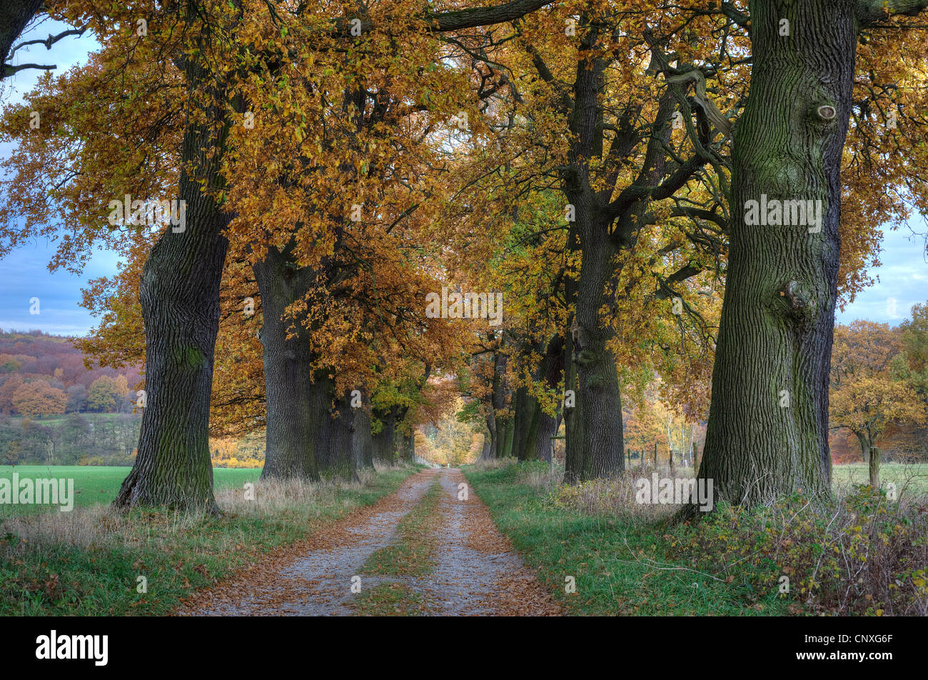 Chêne (Quercus spec.), à l'automne d'Oak Alley, Allemagne, Hesse, Reinhardswald Banque D'Images
