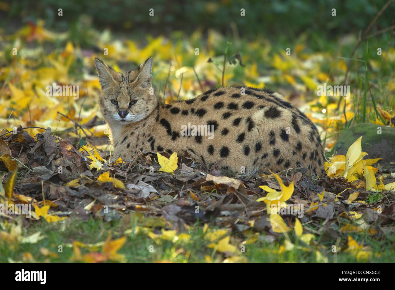 Serval (Leptailurus serval (Felis serval), allongé sur le sol Banque D'Images