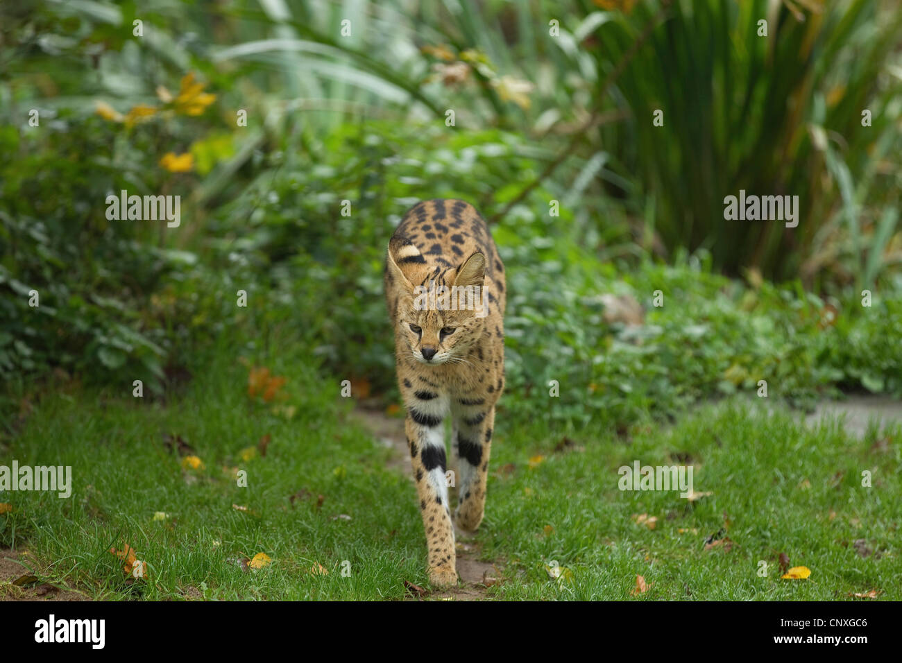 Serval (Leptailurus serval (Felis serval), marche sur un pré Banque D'Images