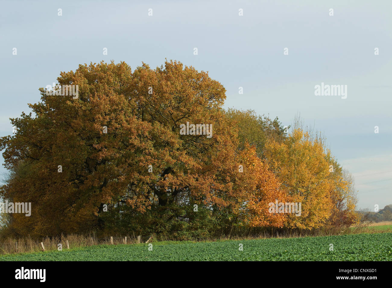 Domaine Grove à l'automne, Allemagne Banque D'Images