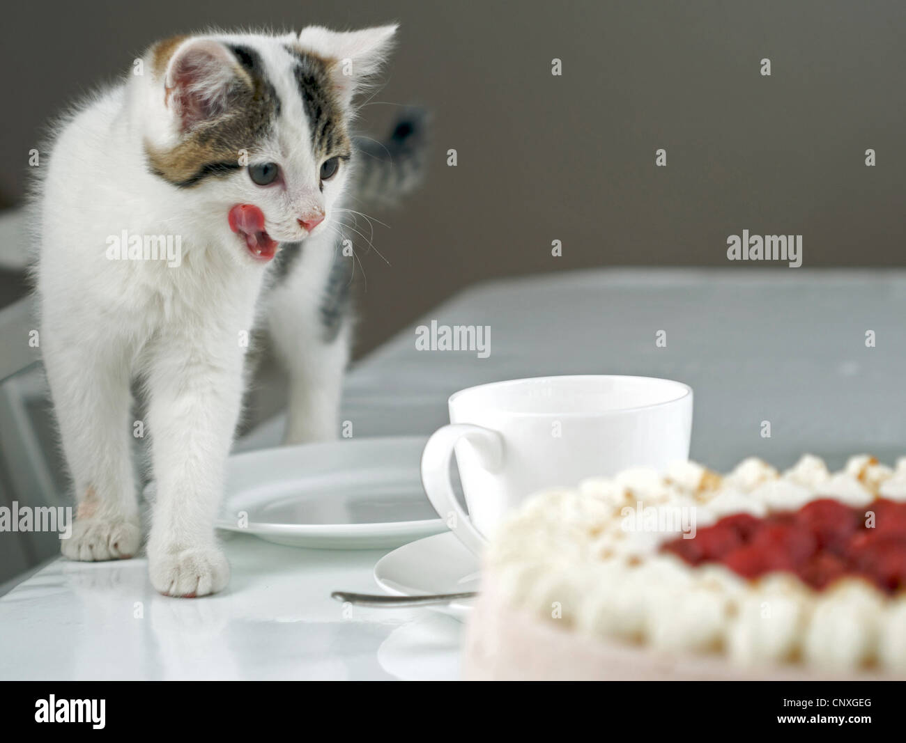 Chat Domestique Le Chat Domestique Felis Silvestris Catus F La Chatte Sur Un Bureau En Vue D Un Gateau D Anniversaire Photo Stock Alamy